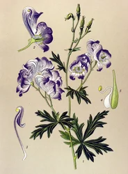 Botanisch bord, giftige en geneeskrachtige plant: Bonte monnikskap (Aconitum variegatum)