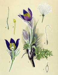 Botanische plaat. Giftige en medicinale plant: Anemoon Pulsatille of Gewone Pulsatilla (Anemone pulsatilla, Pulsatilla vulgaris)