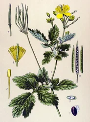 Botanische plaat, giftige en medicinale plant: grote stinkende gouwe (Chelidonium majus)