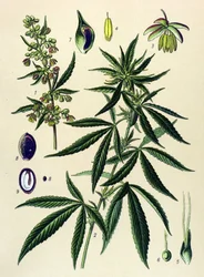 Botanisch bord, giftige en geneeskrachtige plant: Hennep (Cannabis sativa)