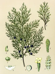 Botanische plaat. Giftige en medicinale plant: sabijnse jeneverbes (Juniperus sabina)