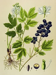 Botanische plaat, giftige en medicinale plant: zomeradonis (Adonis aestivalis)