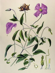 Botanische plaat. Giftige plant: Clematis viticella