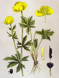 Botanische plaat, giftige plant: Europese trollius (Trollius europaeus)
