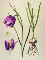 Botanische plaat. Giftige plant: kievitsbloem (Fritillaria meleagris)