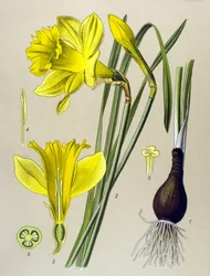 Botanische plaat Giftige plant: gele narcis (Narcissus pseudonarcissus)