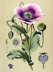 Botanische plaat. Giftige en medicinale plant: slaapbol (Papaver somniferum)