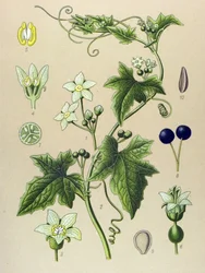 Botanisch bord, plant: heggenrank (Bryonia alba).