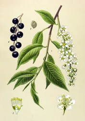 Botanisch bord, plant: Vogelkers (Prunus padus)
