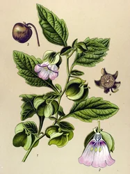 Botanische plaat, plant: Peruaanse peer of Peruaanse appel (Nicandra physaloides)