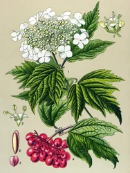 Botanische plaat, plant: Gelderse roos (Viburnum opulus)