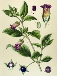 Botanische plaat, plant van de belladonna (Atropa belladonna)