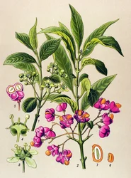Botanische plaat, giftige plant: Europese kardinaalsmuts (Euonymus europaeus)