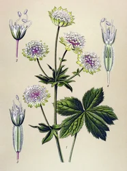 Botanische plaat, giftige en medicinale plant: grote sterrenscherm (Astrantia major)