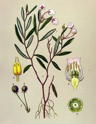 Botanische plaat, giftige plant: Andromeda polifolia