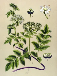 Botanische plaat, giftige plant: Berle (Berula angustifolia)