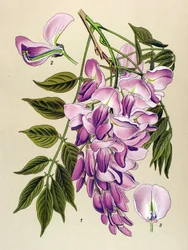 Botanische plaat, giftige plant: Chinese glycine (Wistaria chinensis)