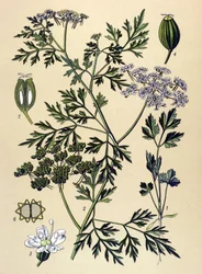 Botanische plaat, giftige plant: hondspeterselie of valse peterselie (Aethusa cynapium)