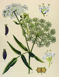 Botanisch bord, giftige plant: Grote waternavel (Sium latifolium)