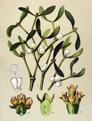 Botanische plaat, giftige plant: maretak (Viscum album)