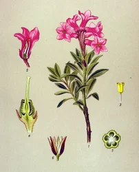 Botanische plaat, giftige plant: Rhododendron hirsutum