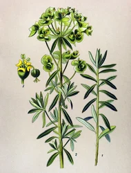 Botanische plaat, giftige plant: Euphorbia peplus