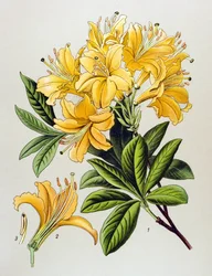 Botanische plaat, giftige plant: gele azalea (Rhododendron luteum)