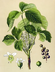Botanisch bord, giftige plant: Klimop (Rhus toxicodendron)