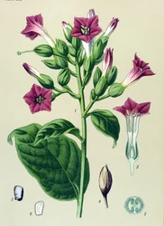 Botanische plaat, giftige plant: sierlijke tabak (Nicotiana tabacum)