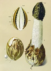 Botanische plaat met eetbare paddenstoel: stinkzwam (Phallus impudicus)