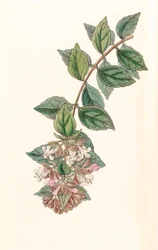 Botanische illustratie/Abelia chinensis/Abelia rupestris/Abelia van China/Abelia Rots