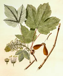 Botanische illustratie/Acer pseudoplatanus/Esdoorn