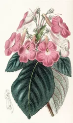 Botanische illustratie/Achimenes grandiflora/Achimene heeft grote bloemen