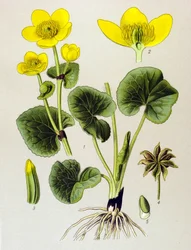 Botanische plank. Giftige plant: moerasbevolking (Caltha palustris)
