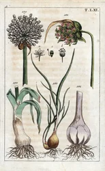 Botanie: prei, knoflook, sjalot - Prei, Allium pollum 179, knoflookbloem, Allium sativum 181, knoflookbol 182, en sjalot, Allium cepa var. aggregatum, ascalonicum