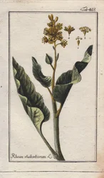 Botanie: rabarberbladeren - Rabarberbladeren, Rheum rhabarbarum. Handgekleurde kopergravure naar een tekening van B. Thanner uit Johannes Zorn