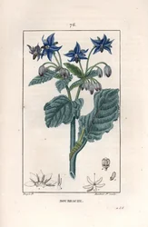 Bourrache officinale - Gravure door Lambert fils, naar een tekening van Pierre Jean Francois Turpin, uit La flore medicale, de Chaumeton, Poiret et Chamberet, Parijs 1830 - Borage of sterbloem, Borago officinalis