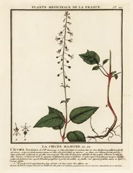 Breedbladige toverhazelaar, Circaea lutetiana
