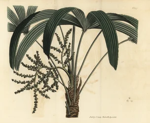 Brede stokpalm, Rhapis excelsa (mannelijke dwerggrondrotan, Rhapis flabelliformis mas)