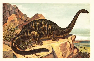 Brontosaurus excelsus, uitgestorven soort van gigantische viervoeter