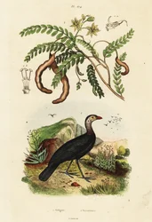 Bosborstelkalkoen en tamarinde, 1834-1839 (gravure)
