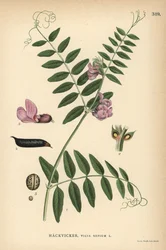 Boswikke, Vicia sepium