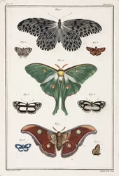 Vlinders
