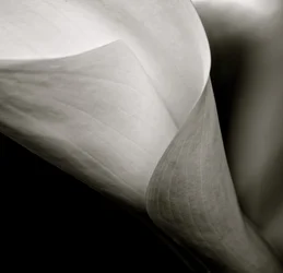 Callalily, 2015 (zw/w foto)