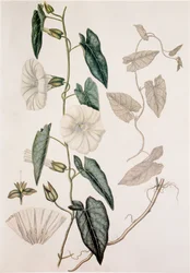 Calystegia sepium/Convolvulus sepium/Heggenwinde