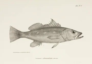 Camotillo, Stille Oceaan, ca. 1832-1836