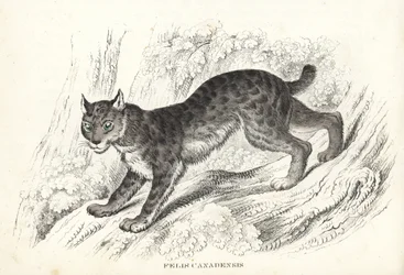 Canadese lynx, Lynx canadensis (Felis canadensis). Handgekleurde lithografie uit Georg Friedrich Treitschke
