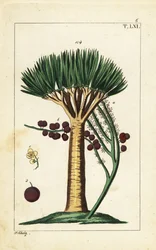 Drakenboom van de Canarische Eilanden, Dracaena draco. Kwetsbaar
