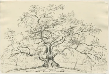 Cannock Chase: pen- en potloodtekening, nd [?19e eeuw]