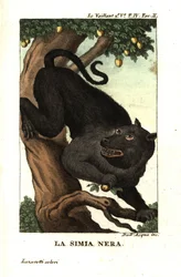 Kaapse baviaan of chacma baviaan, Papio ursinus. Uit Francois Le Vaillant (Levaillant